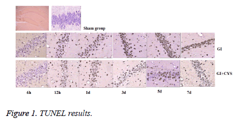 biomedres-TUNEL-results