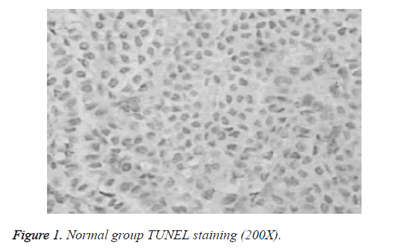 biomedres-TUNEL-staining