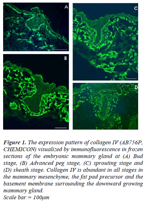 biomedres-The-expression-pattern-collagen