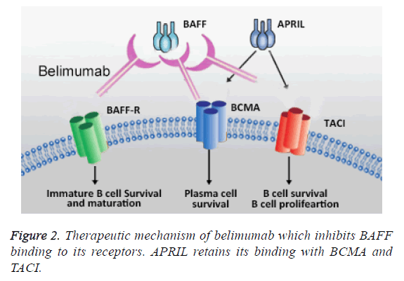 biomedres-Therapeutic-mechanism