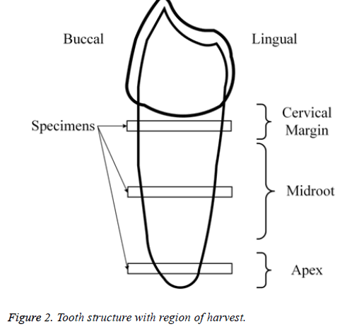 biomedres-Tooth-structure