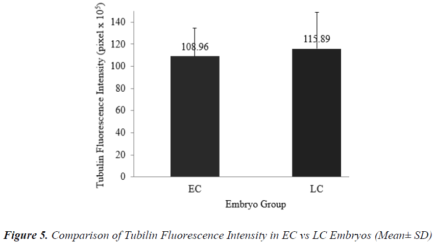 biomedres-Tubilin-Fluorescence-Intensity