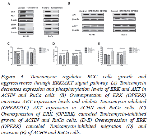 biomedres-Tunicamycin-regulates