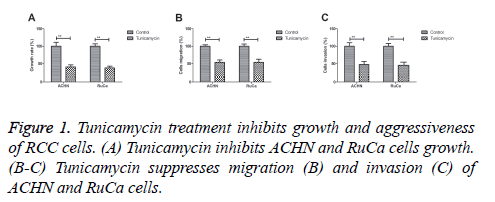 biomedres-Tunicamycin-treatment