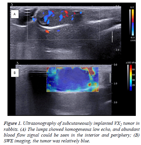 biomedres-Ultrasonography-subcutaneously