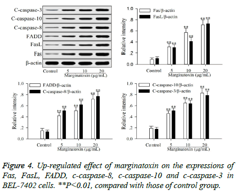 biomedres-Up-regulated-effect