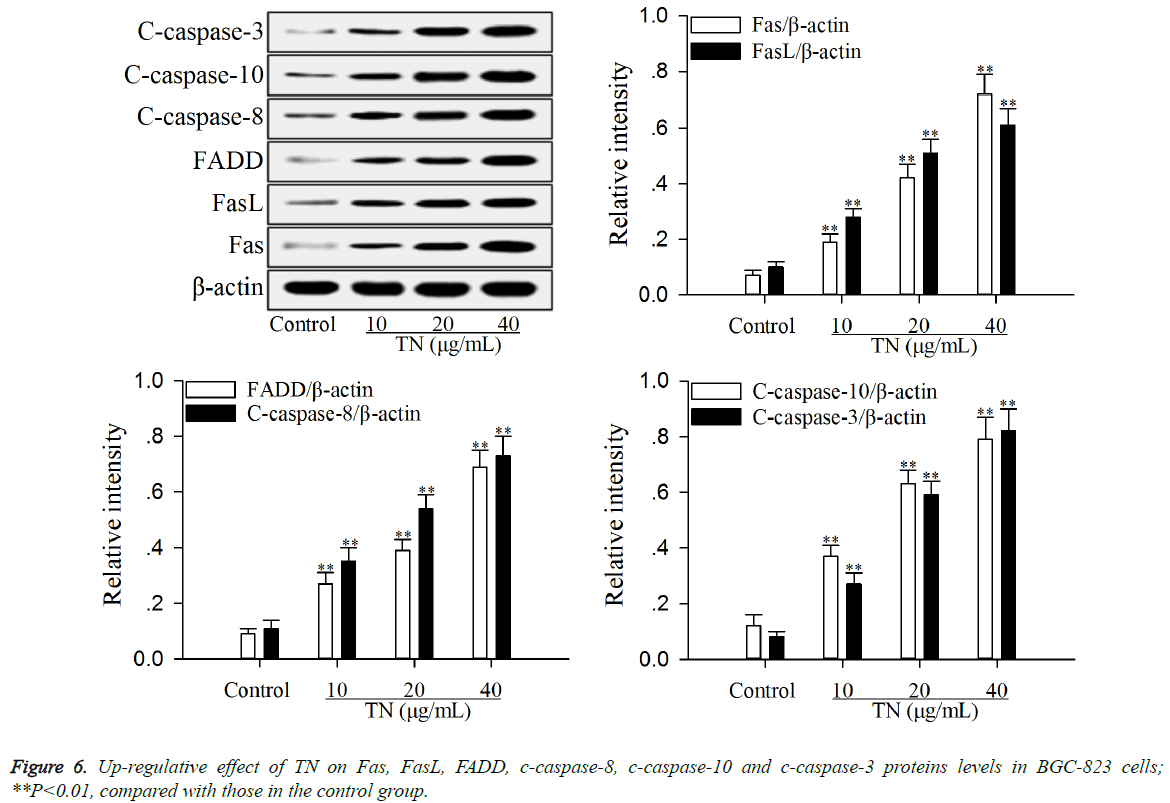 biomedres-Up-regulative-effect