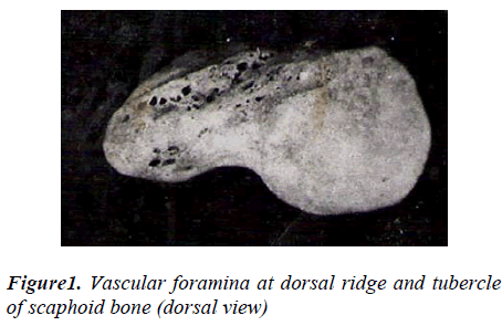 biomedres-Vascular-foramina-dorsal-ridge