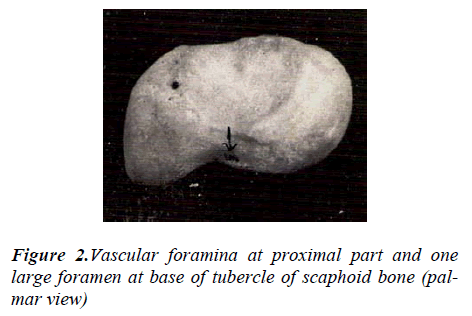 biomedres-Vascular-foramina-proximal-part