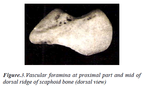 biomedres-Vascular-foramina-proximal-part