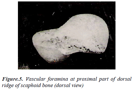 biomedres-Vascular-foramina-proximal-part