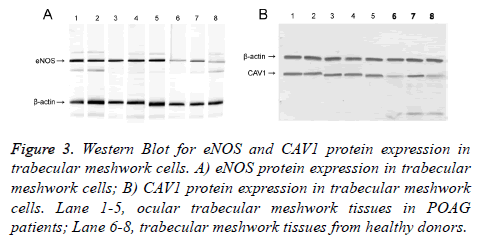 biomedres-Western-Blot