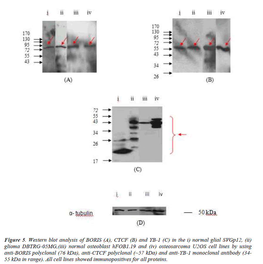 biomedres-Western-blot