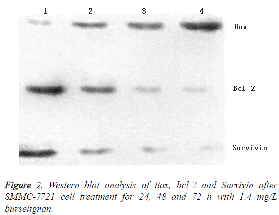 biomedres-Western-blot