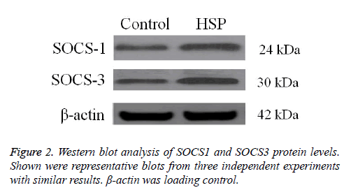 biomedres-Western-blot