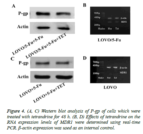 biomedres-Western-blot