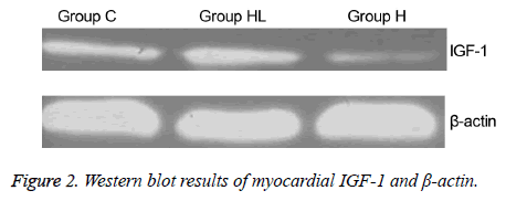 biomedres-Western-blot