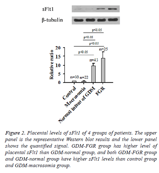 biomedres-Western-blot