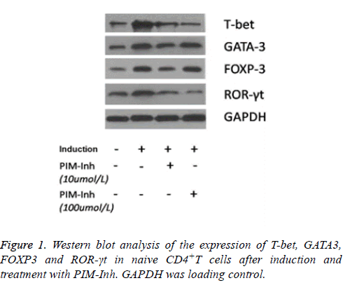 biomedres-Western-blot