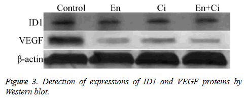 biomedres-Western-blot