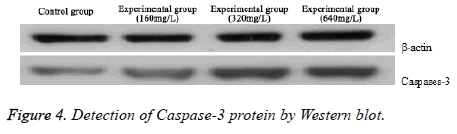 biomedres-Western-blot