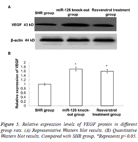 biomedres-Western-blot