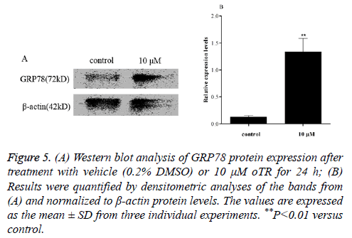 biomedres-Western-blot