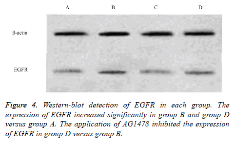 biomedres-Western-blot