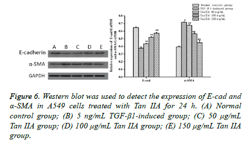 biomedres-Western-blot