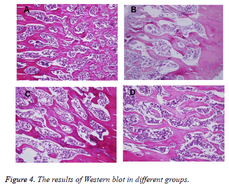 biomedres-Western-blot