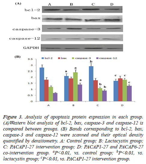 biomedres-Western-blot