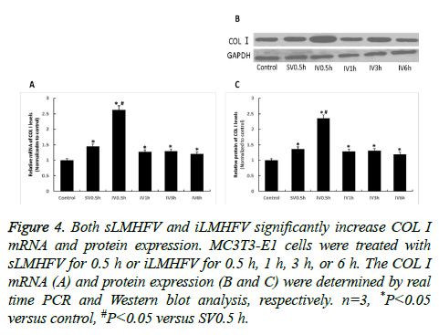 biomedres-Western-blot