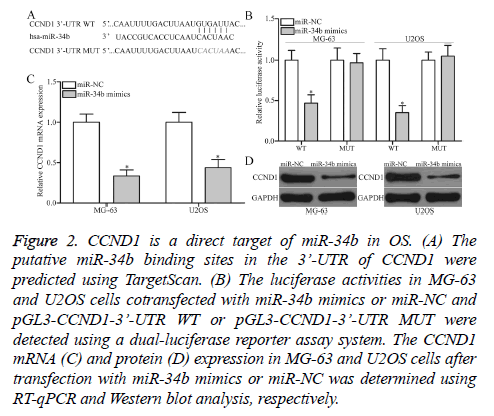 biomedres-Western-blot