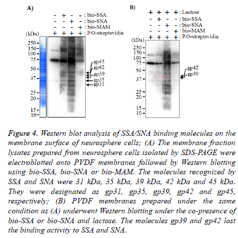 biomedres-Western-blot