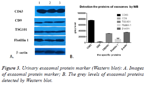 biomedres-Western-blot