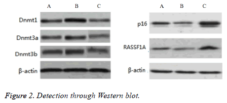 biomedres-Western-blot