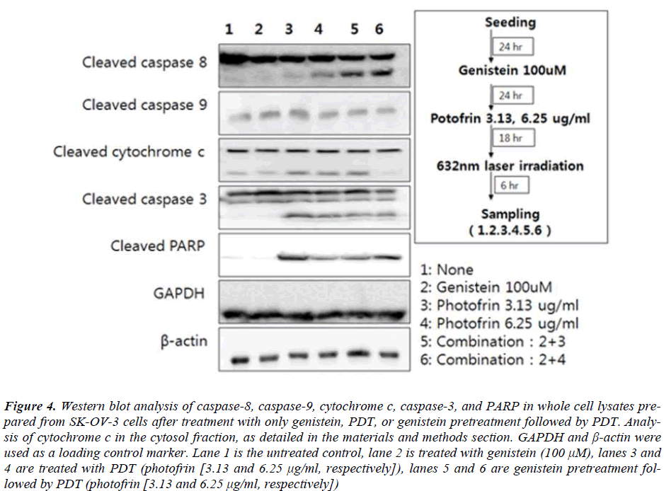 biomedres-Western-blot-analysis