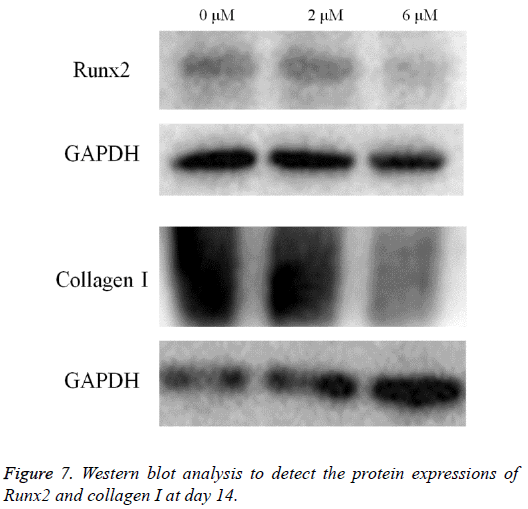 biomedres-Western-blot-analysis