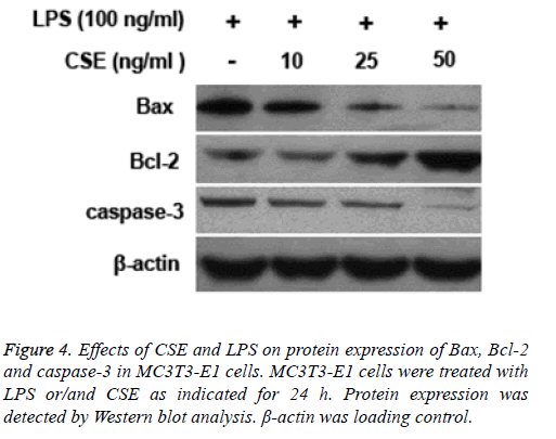 biomedres-Western-blot-analysis