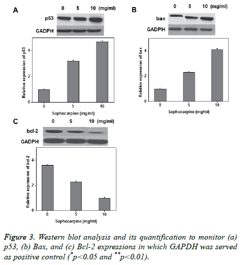 biomedres-Western-blot-analysis