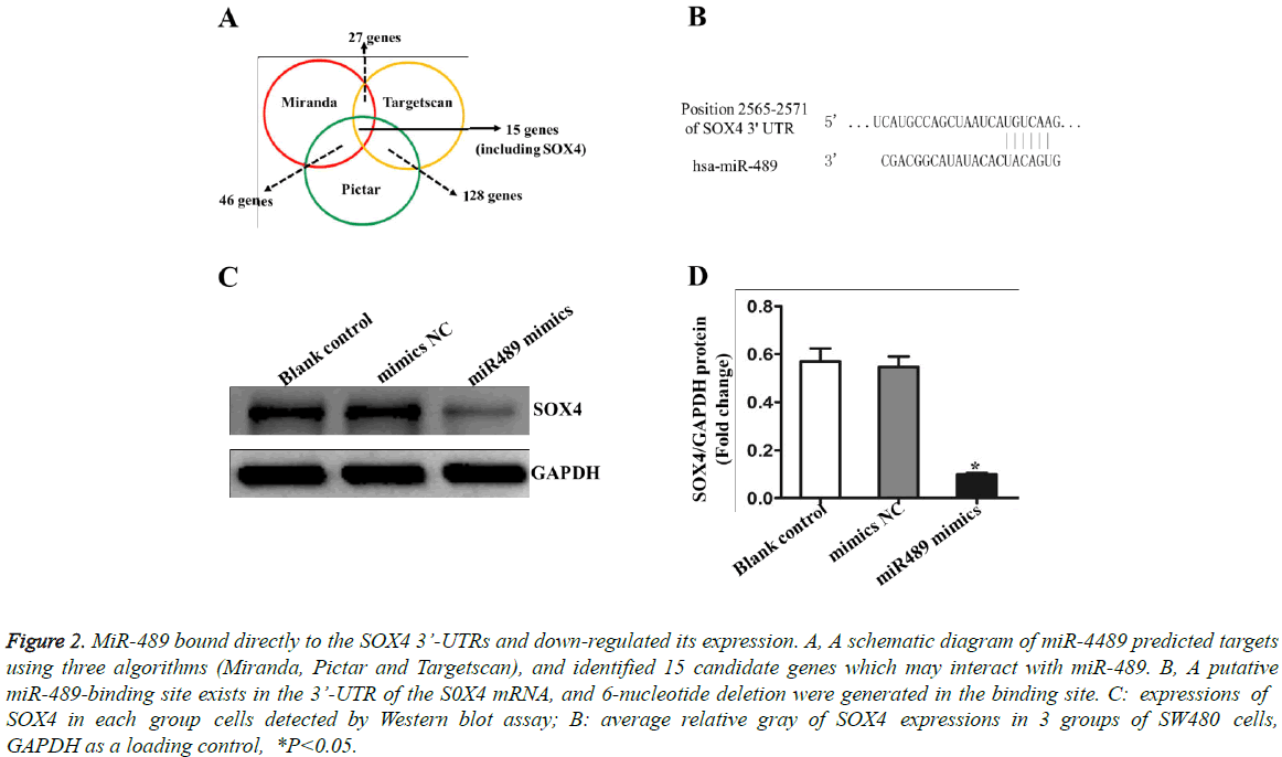 biomedres-Western-blot-assay