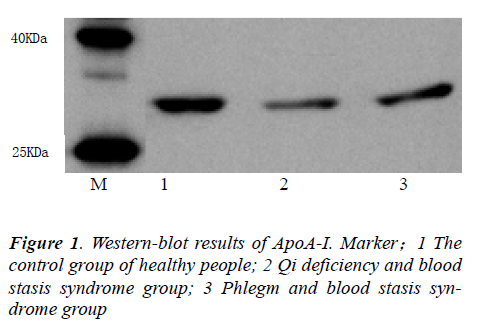 biomedres-Western-blot-results