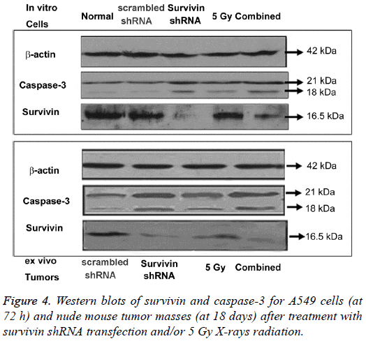 biomedres-Western-blots-survivin