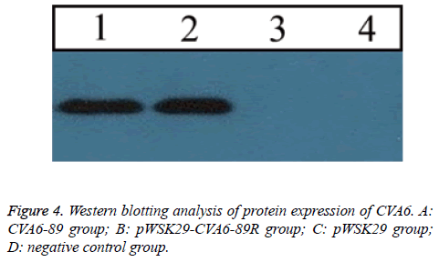 biomedres-Western-blotting