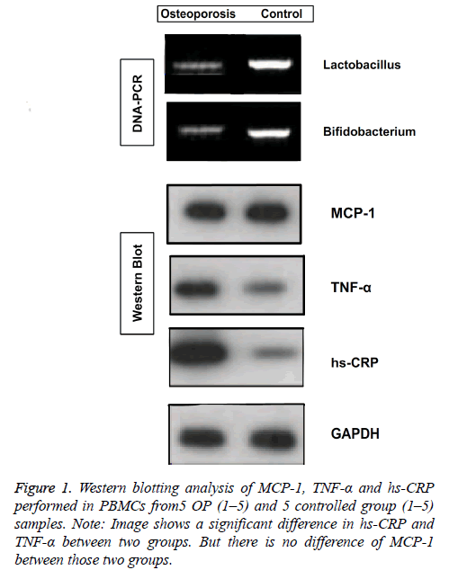 biomedres-Western-blotting-analysis