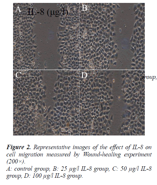 biomedres-Wound-healing-experiment