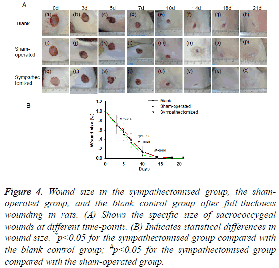 biomedres-Wound-size