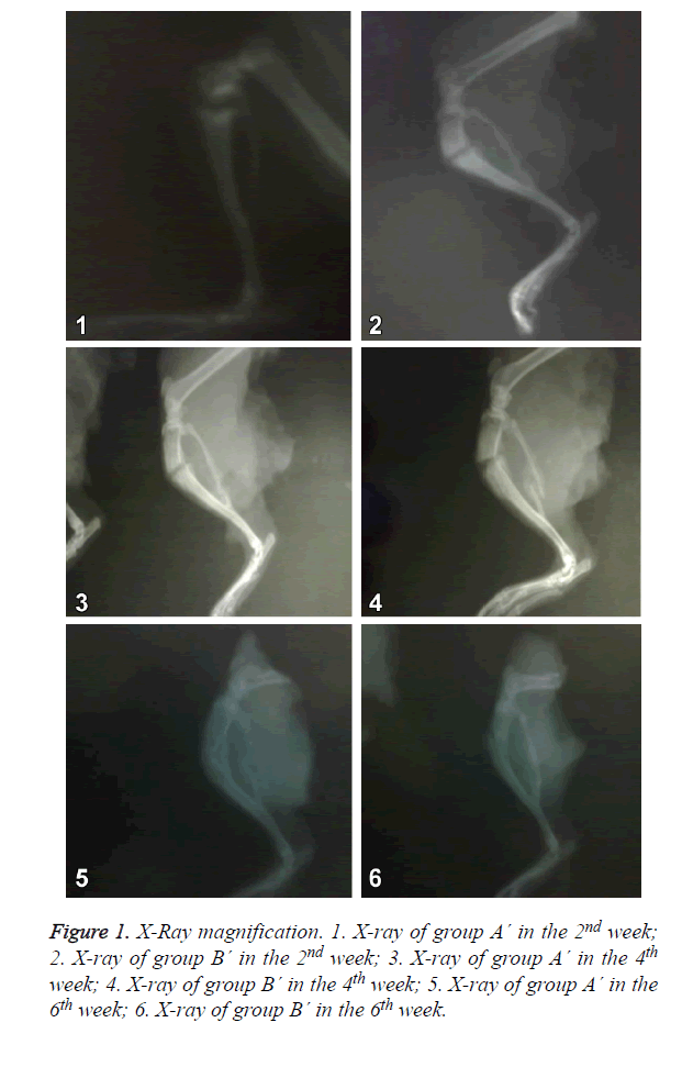 biomedres-X-Ray-magnification