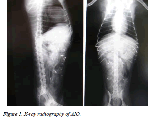 biomedres-X-ray-radiography