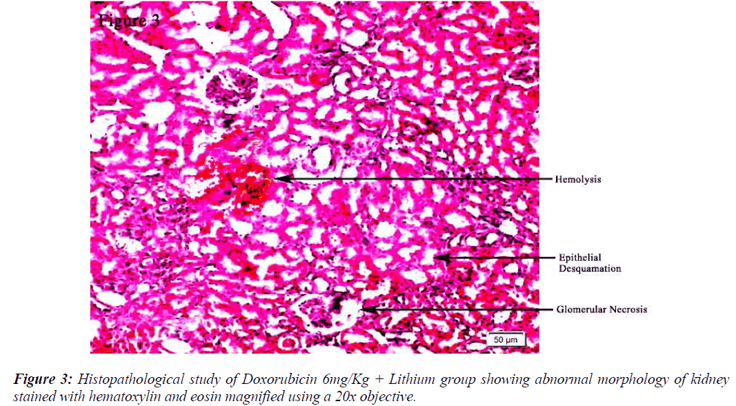 biomedres-abnormal-morphology